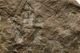Jurassic Theropod Dinosaur (Eubrontes) Track - Massachusetts #383424-2